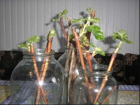 Currant cuttings