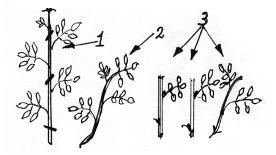 Preparation of rosehip cuttings