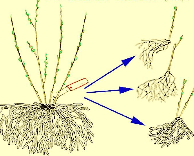 Reproduction by dividing the bush