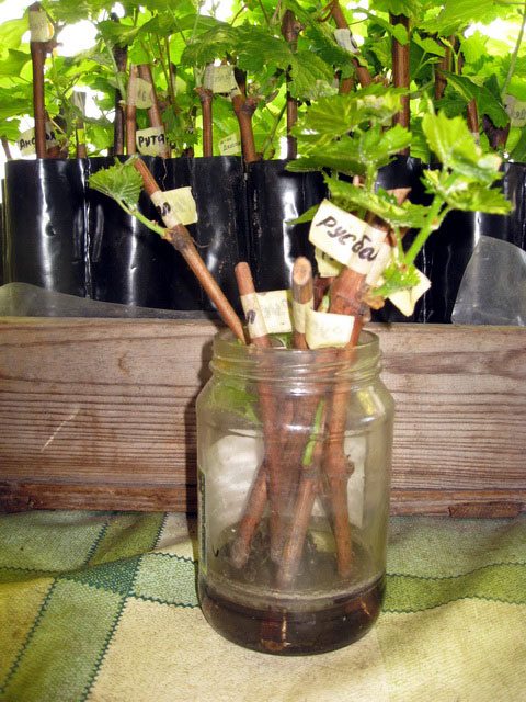 Germination of cuttings