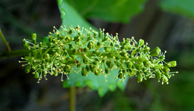 Flowering grapes