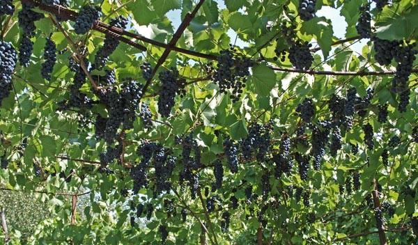 Alpha grapes on the gazebo