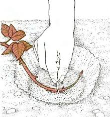 Rooting the top of the blackberry
