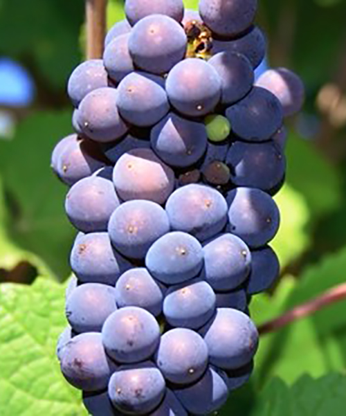 Pinot fran grapes