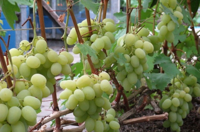 Bogatyanovsky grape bush
