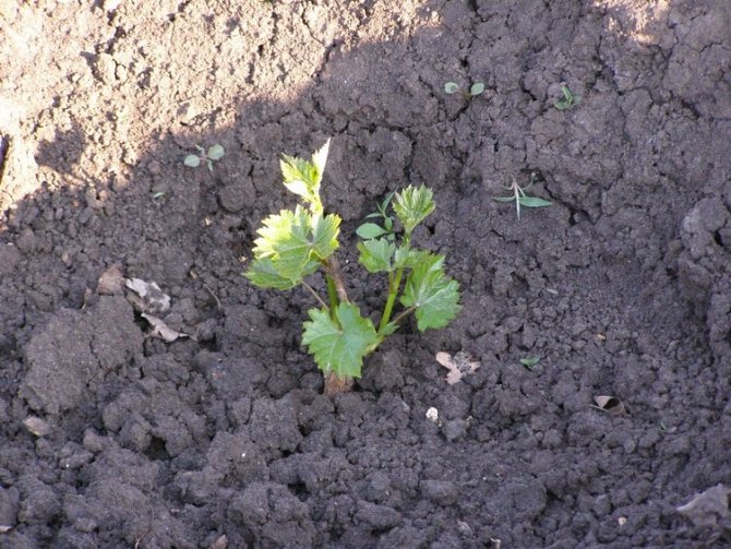 Grape seedling