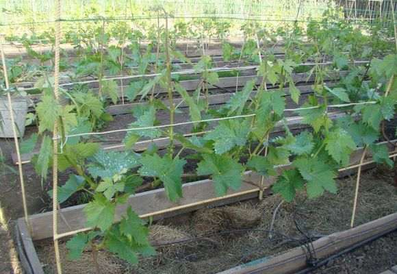 Watering and mulching grapes