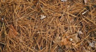 Coniferous litter