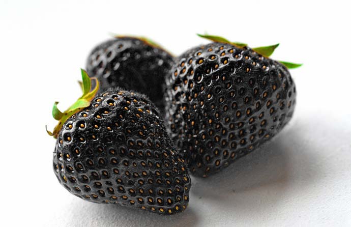 Black chokeberry