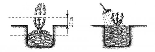 Pruning a seedling after planting
