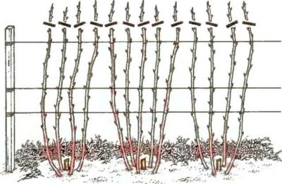 Kumanik pruning scheme