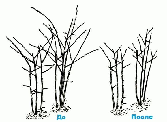 Blackberry pruning scheme