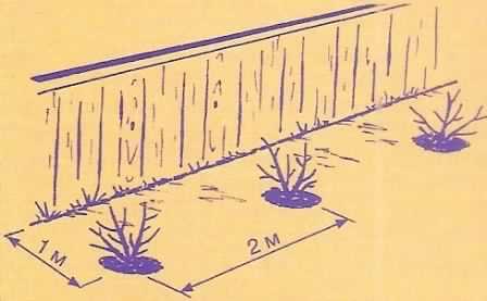 Blackberry planting scheme