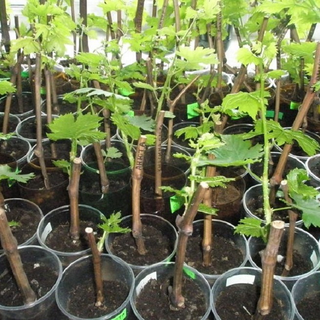 Grape cuttings in containers