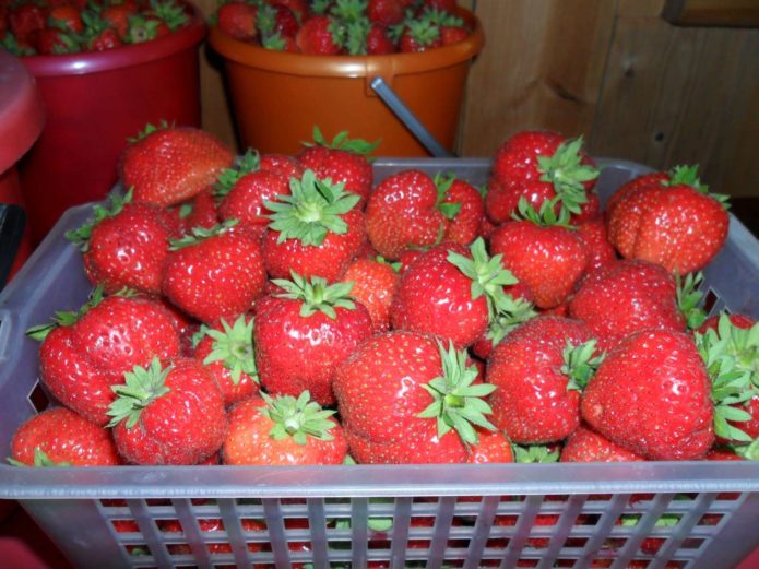 Strawberries Koketka
