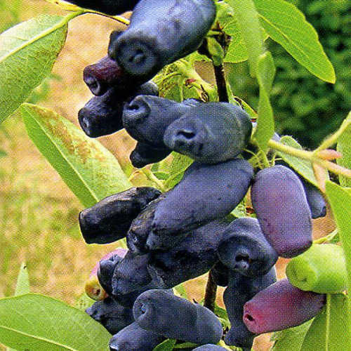 Honeysuckle Titmouse