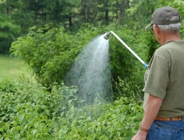 Watering the honeysuckle