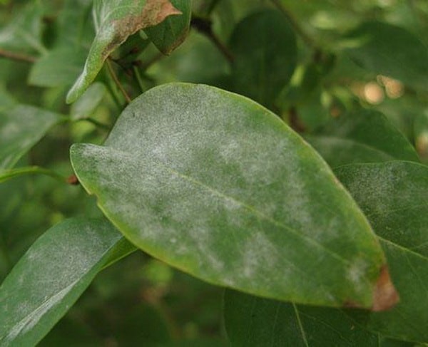 Powdery mildew on honeysuckle