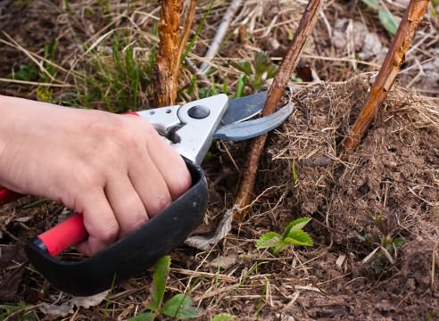 Pruning honeysuckle