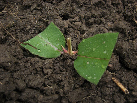 Planting a green cutting