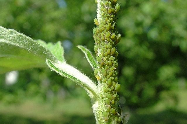 Aphids on honeysuckle