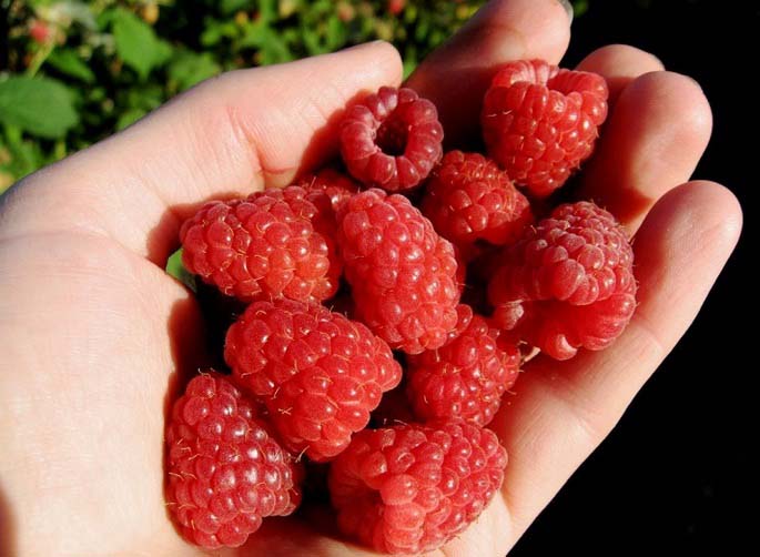 Raspberries in the palm of your hand