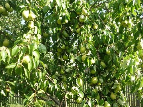 Harvest pear Chizhovskaya
