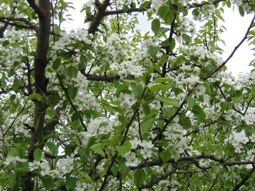 Blooming pear tree