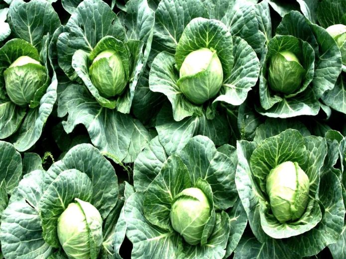 White cabbage in the field