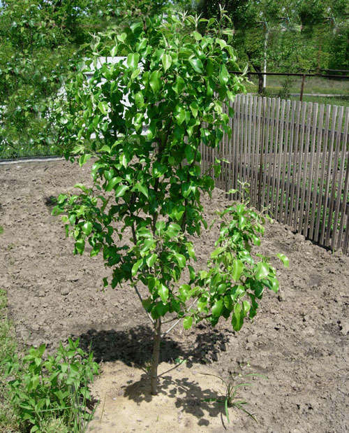 The right place for the pear