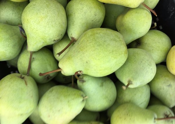 Pear harvest Just Maria