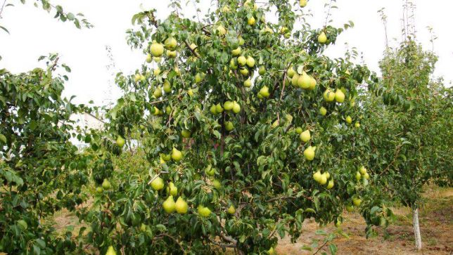 Pear tree varieties Prosto Maria