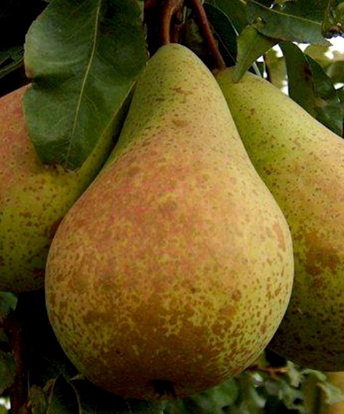 Pear Fruit Just Maria