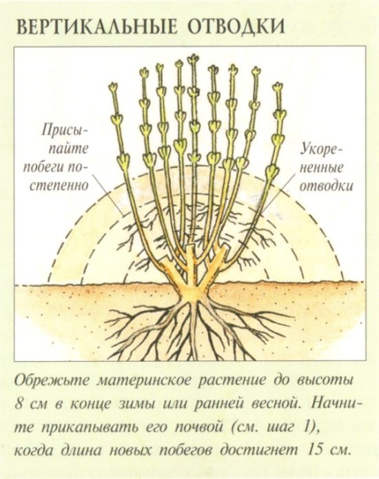Gooseberry propagation scheme with vertical layers