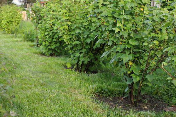 Row of currant bushes