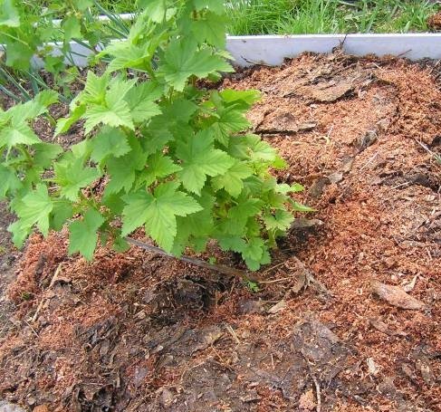 Currant mulching
