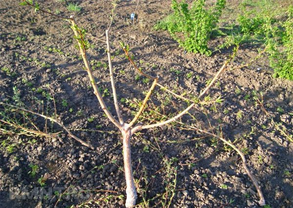 Apple tree with damaged roots