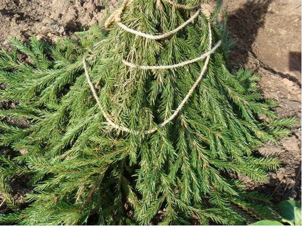 Wrapping the trunks with spruce branches