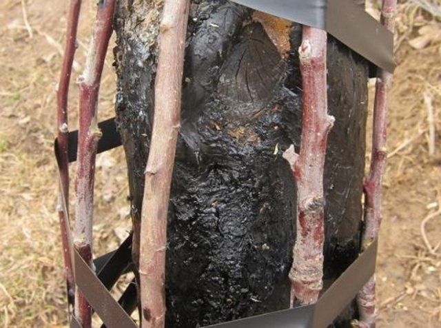 Bridge grafting of an adult tree