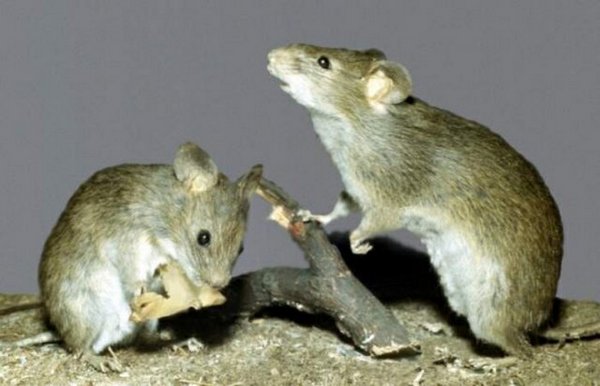 The mice killed the tree