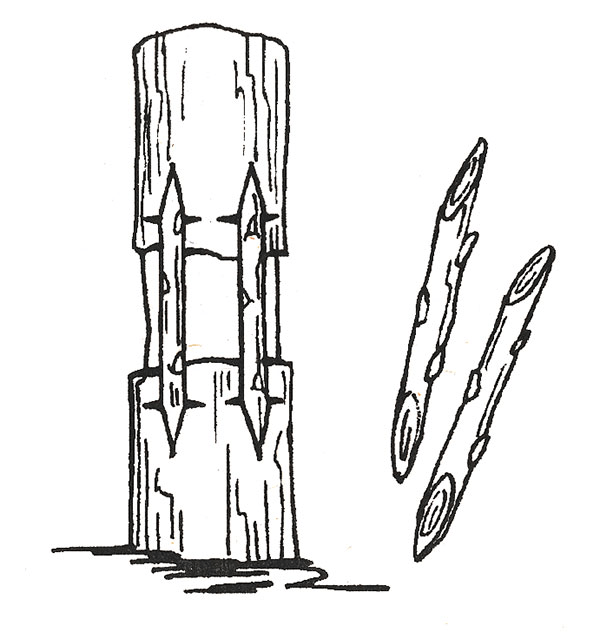 T-shaped incisions in the bark