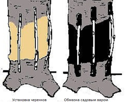 Installing cuttings under the bark