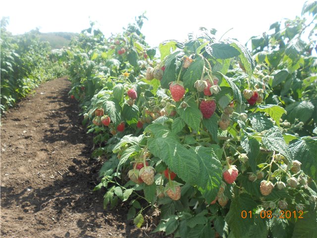 Raspberry bushes Hercules