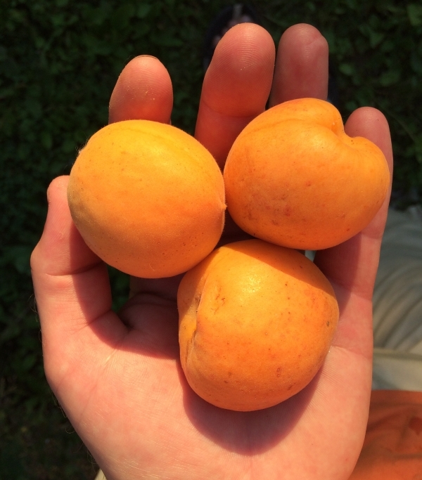 Apricot fruit