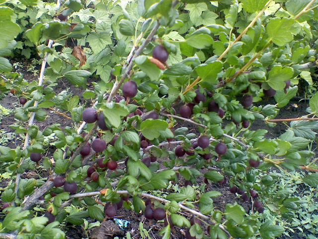 Gooseberry Chernomor