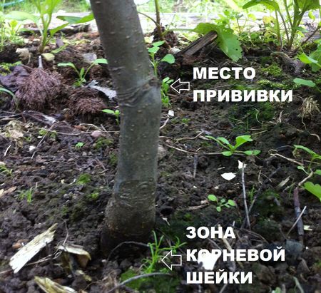 Grafting site on the seedling