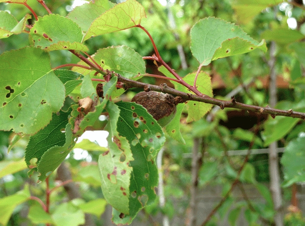 Clasterosporium of apricot