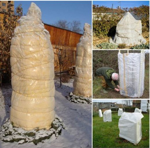 Shelter of apricot seedlings for the winter