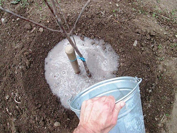 Watering the apricot seedling