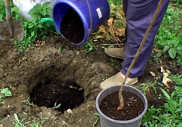 Preparing a planting pit for apricot